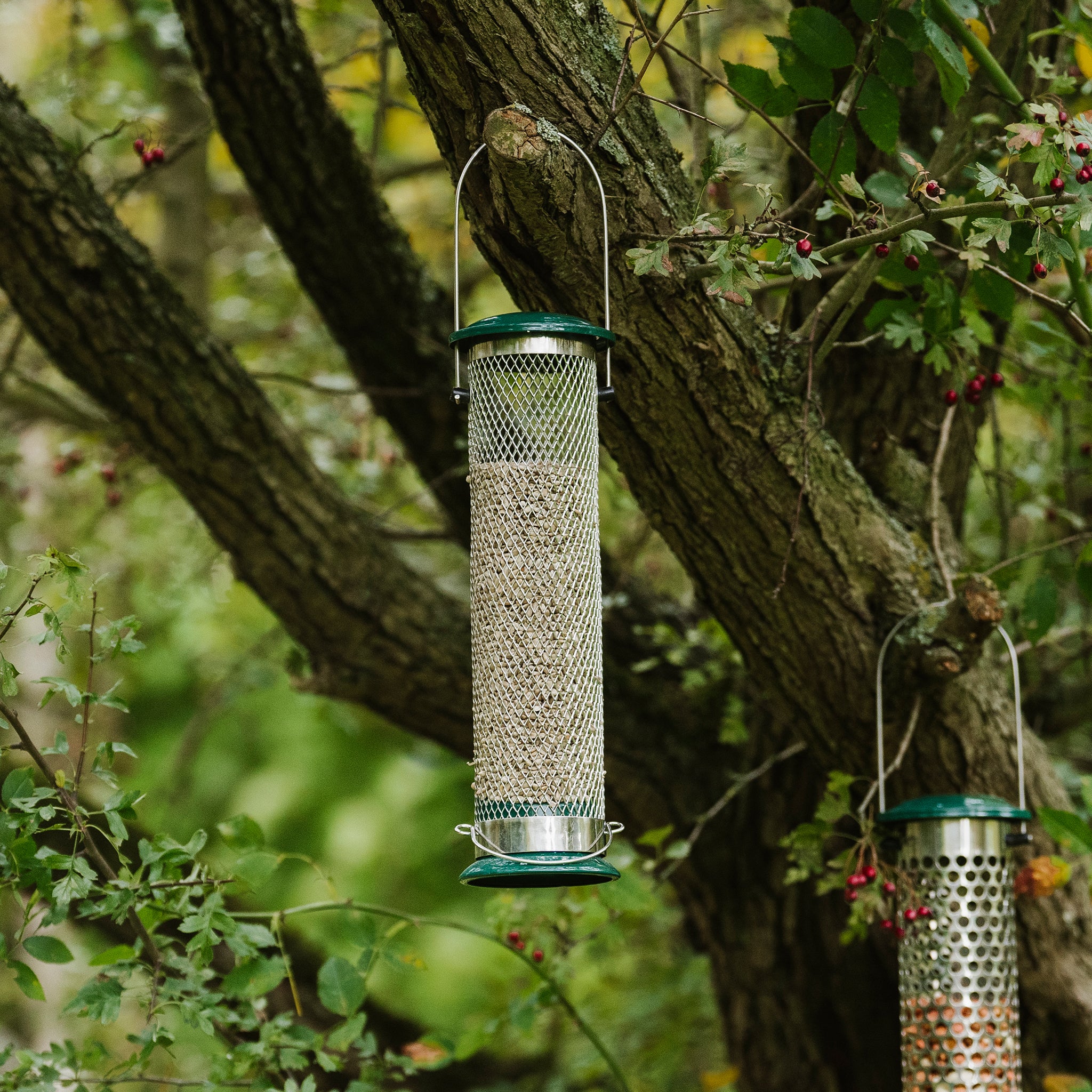 Peckish All Weather Sunflower Hearts Feeder - Image 3