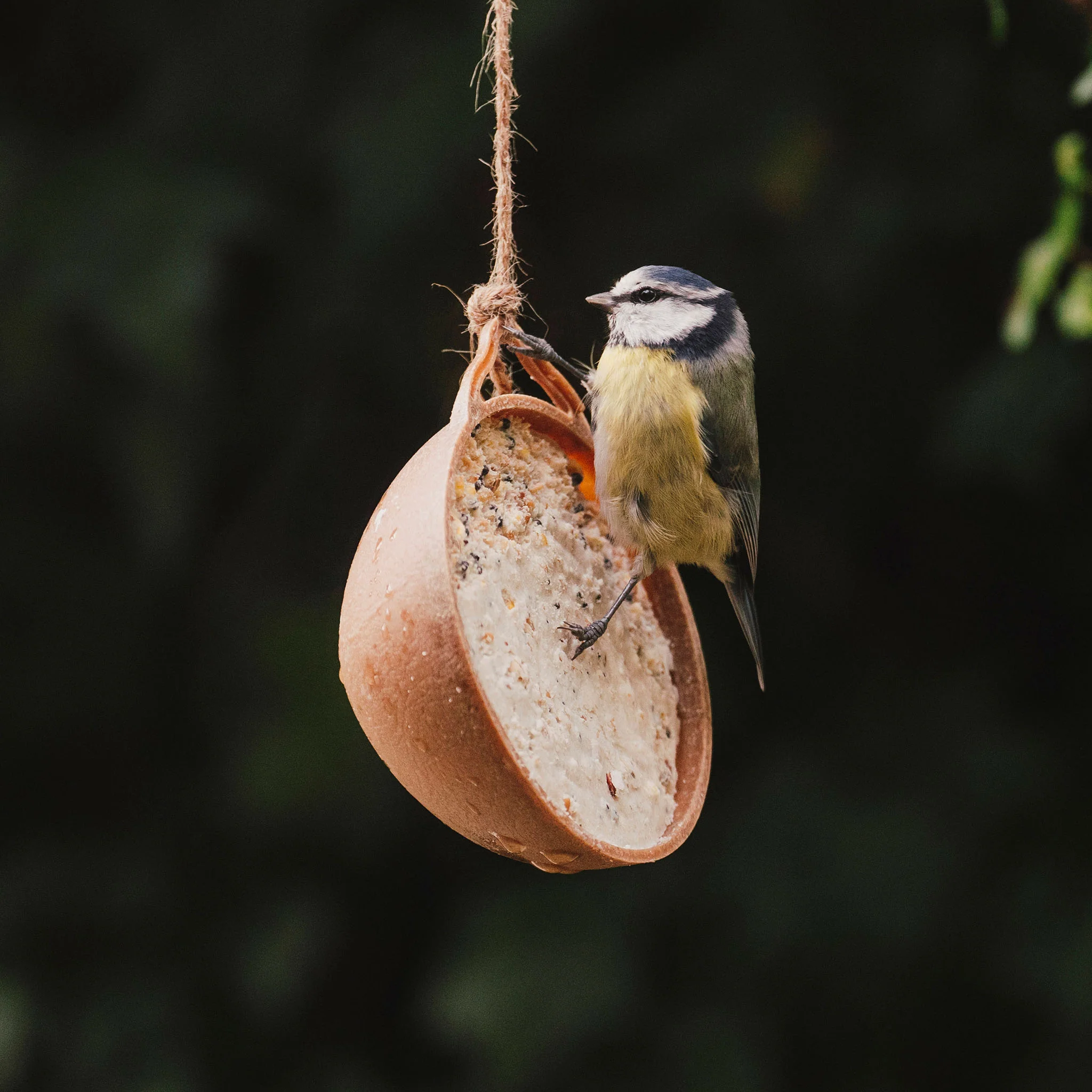 Peckish Natural Balance Coco-Not® Wild Bird Feeder - Image 4