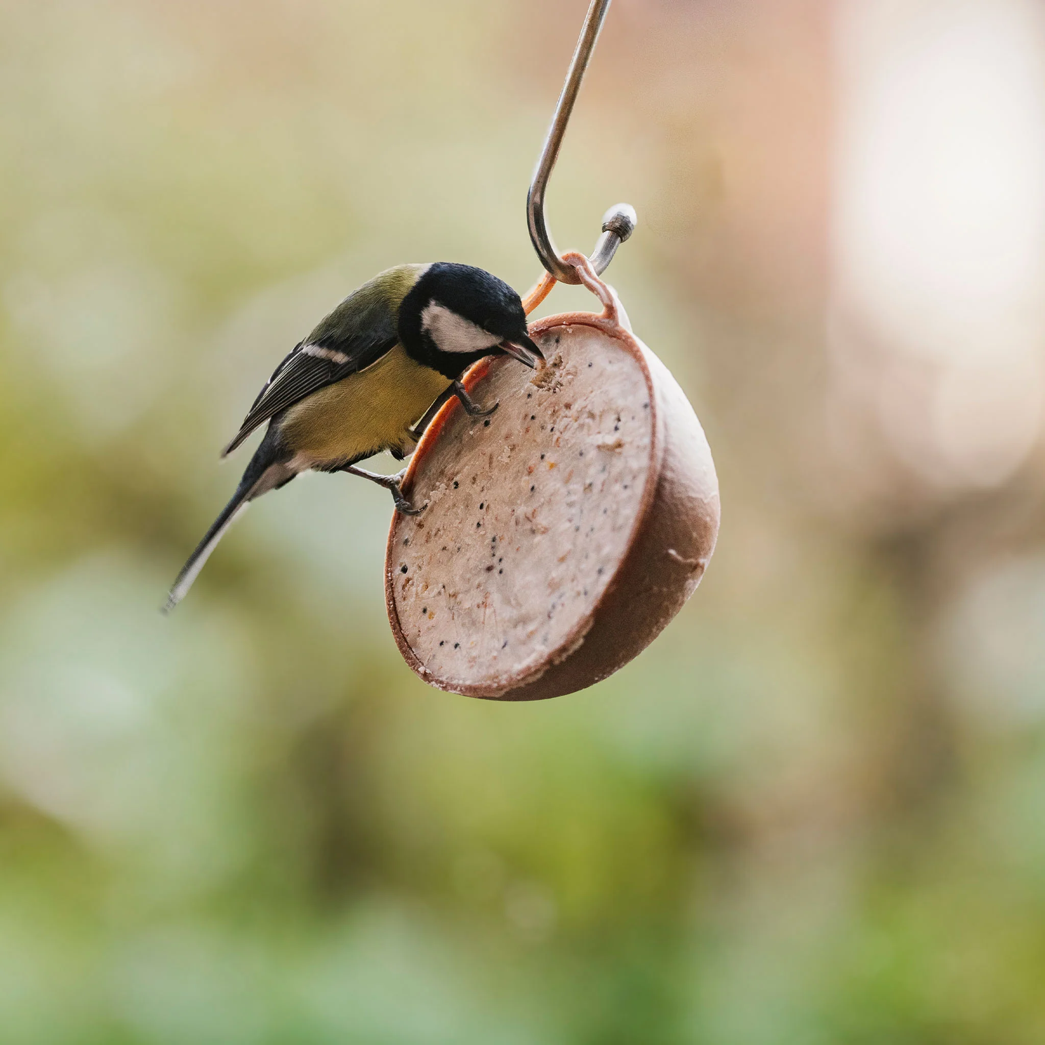 Peckish Natural Balance Coco-Not® Wild Bird Feeder - Image 5