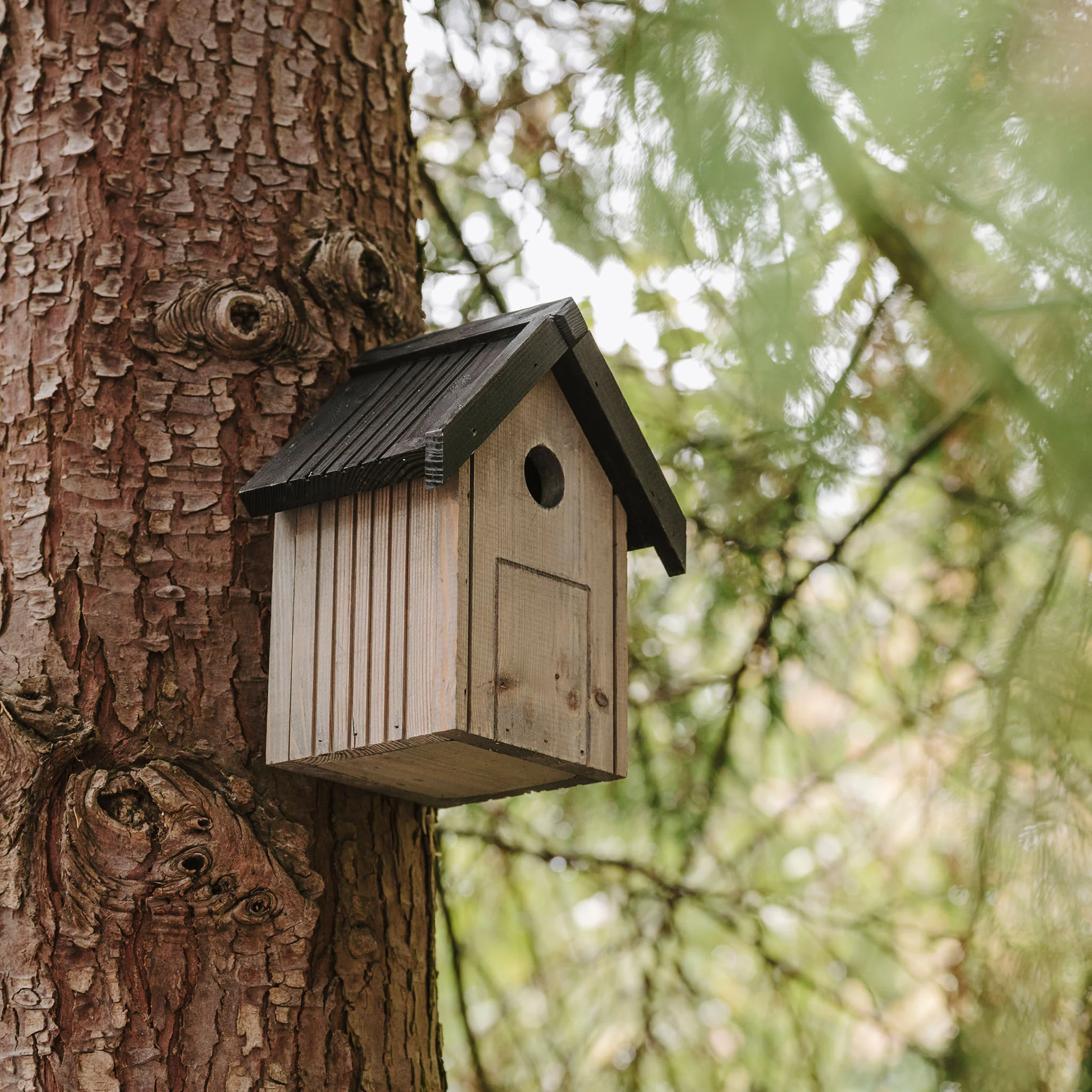 Peckish Garden Bird Nest Box - Image 4