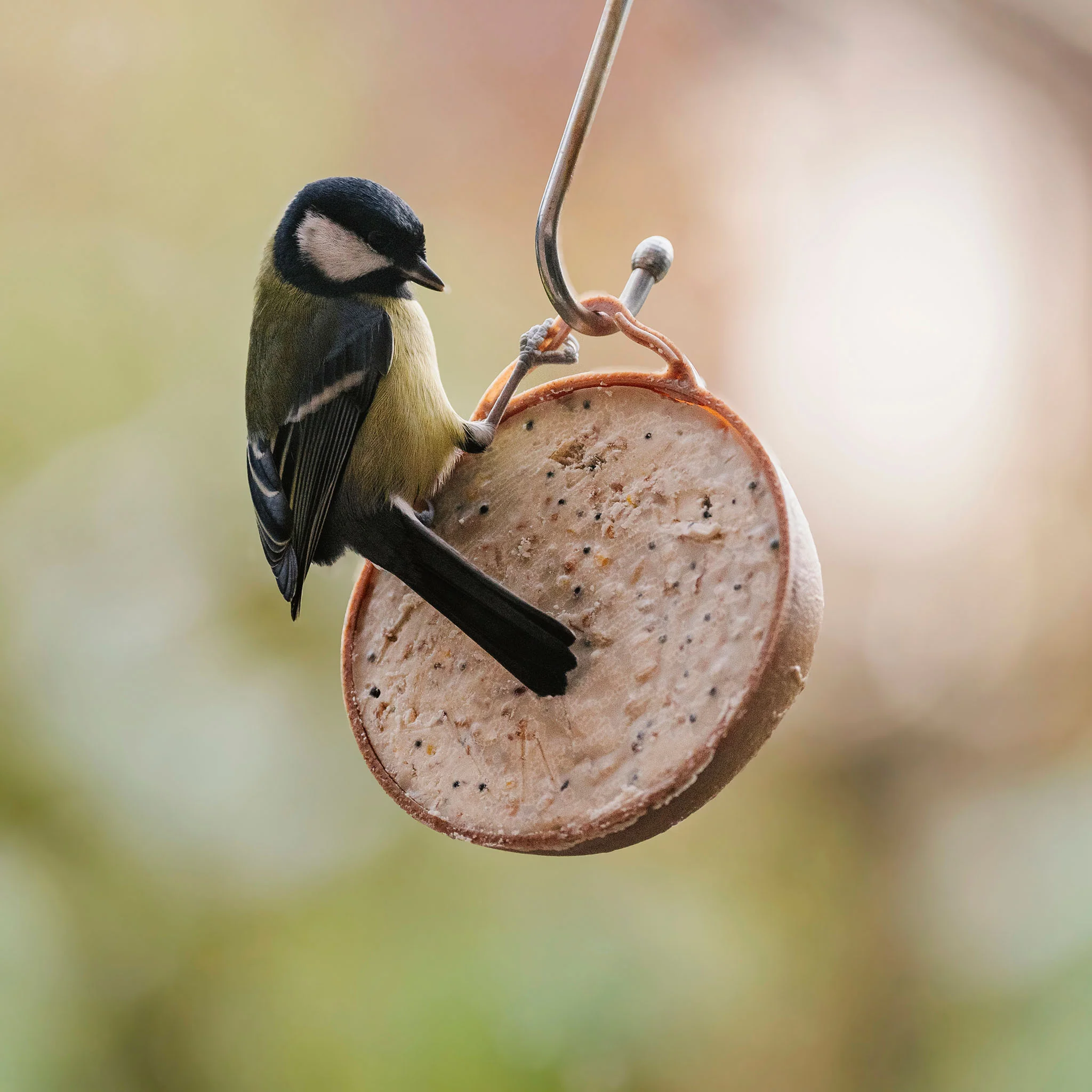 Peckish Natural Balance Coco-Not® Wild Bird Feeder - Image 7
