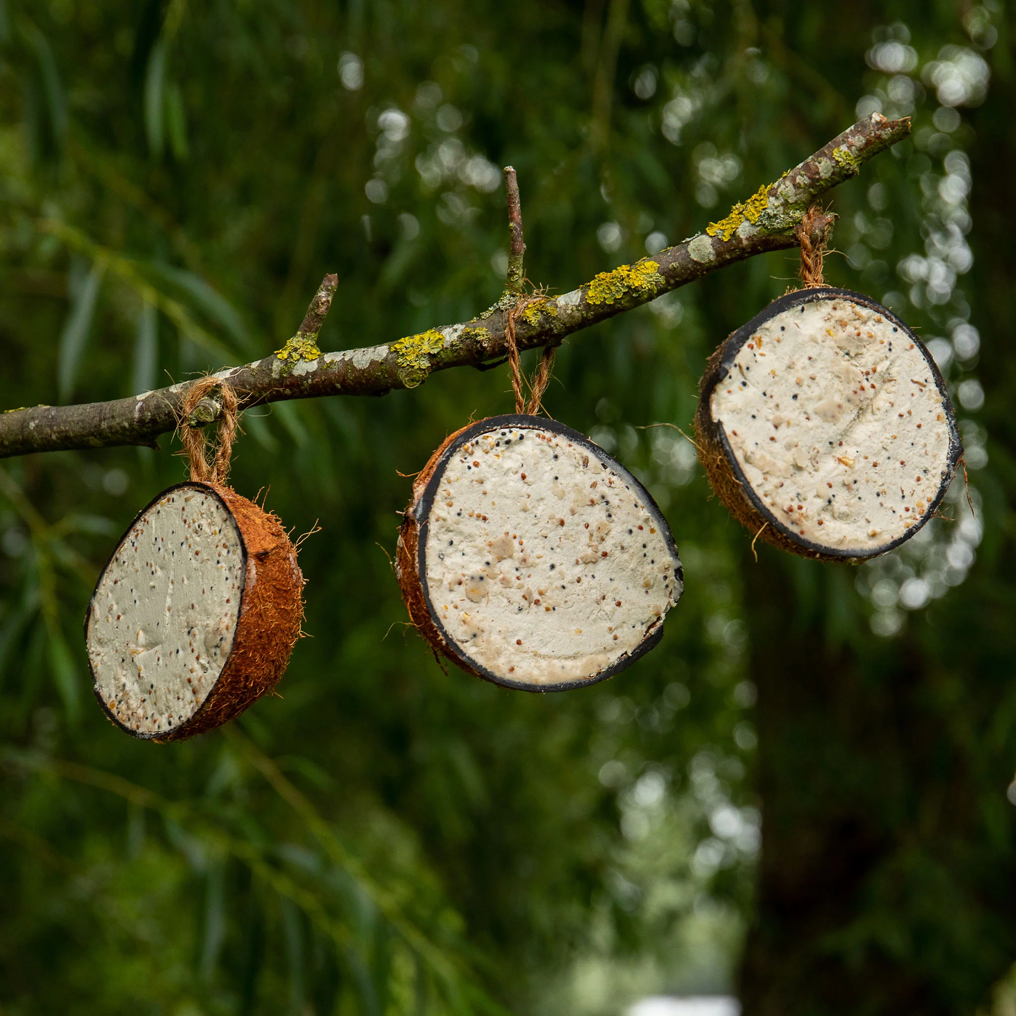 Peckish Natural Balance Coconut Feeders - Image 3