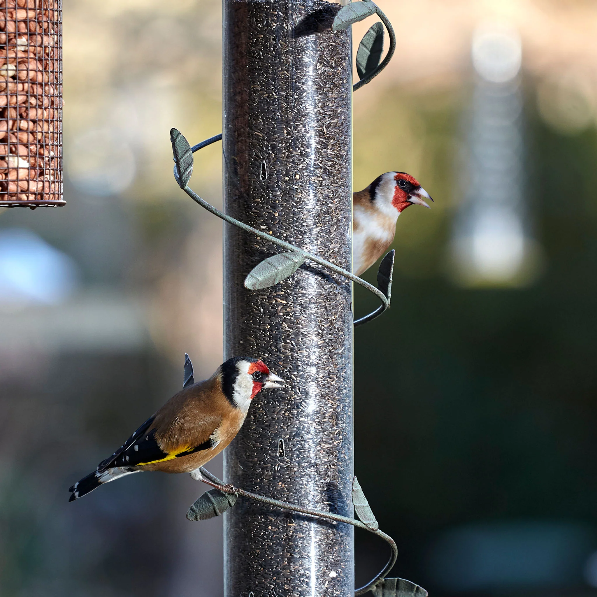Peckish Nyjer Seed - Image 6