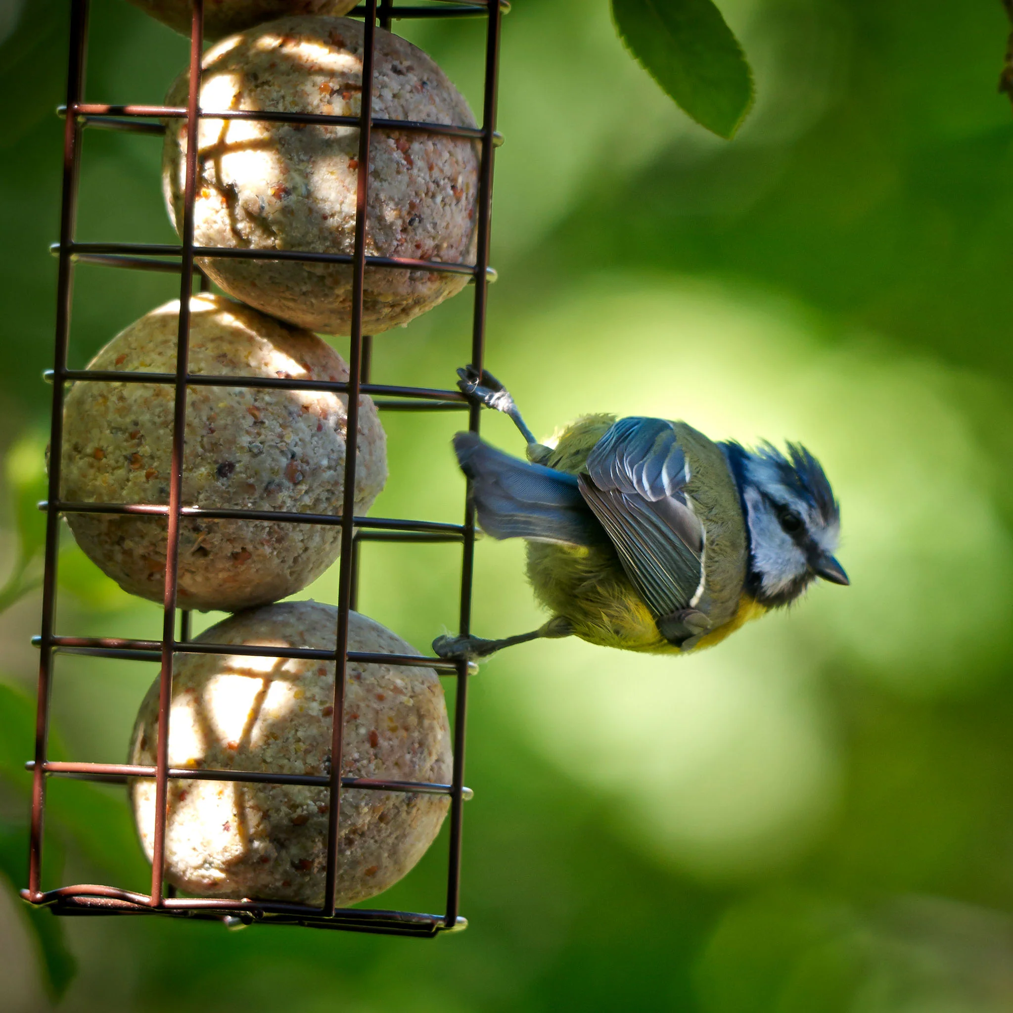 Peckish Secret Garden Energy Ball Feeder - Image 5
