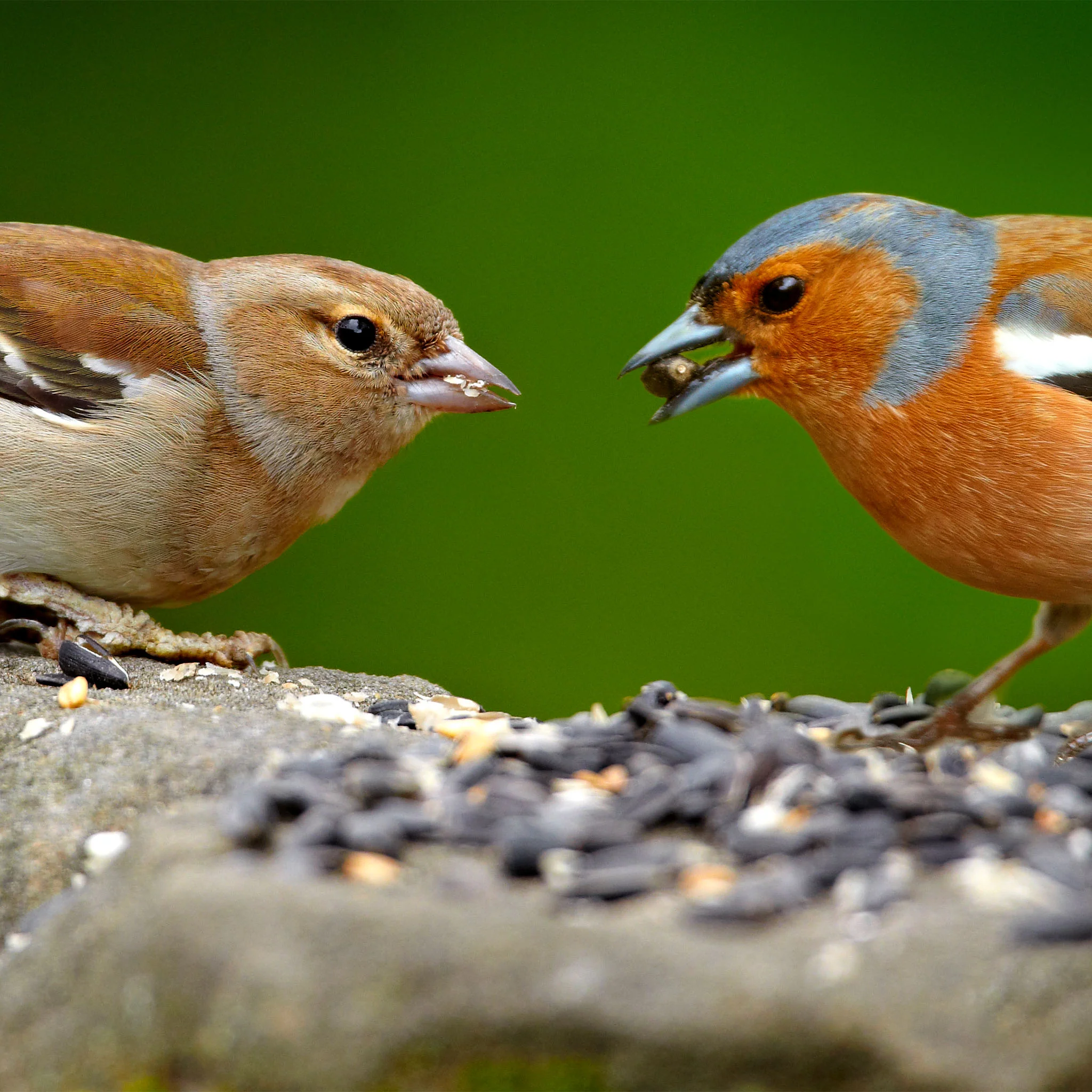Peckish Sunflower Seeds - Image 3
